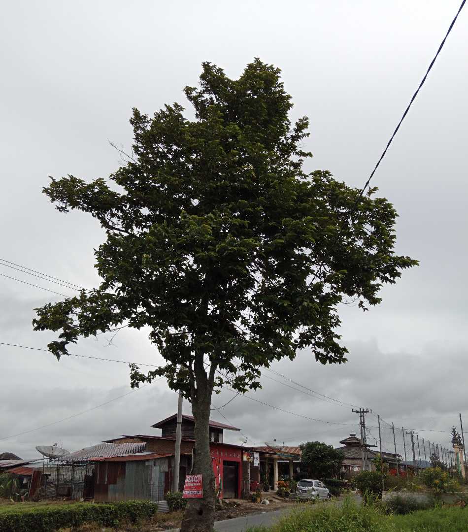 pohon