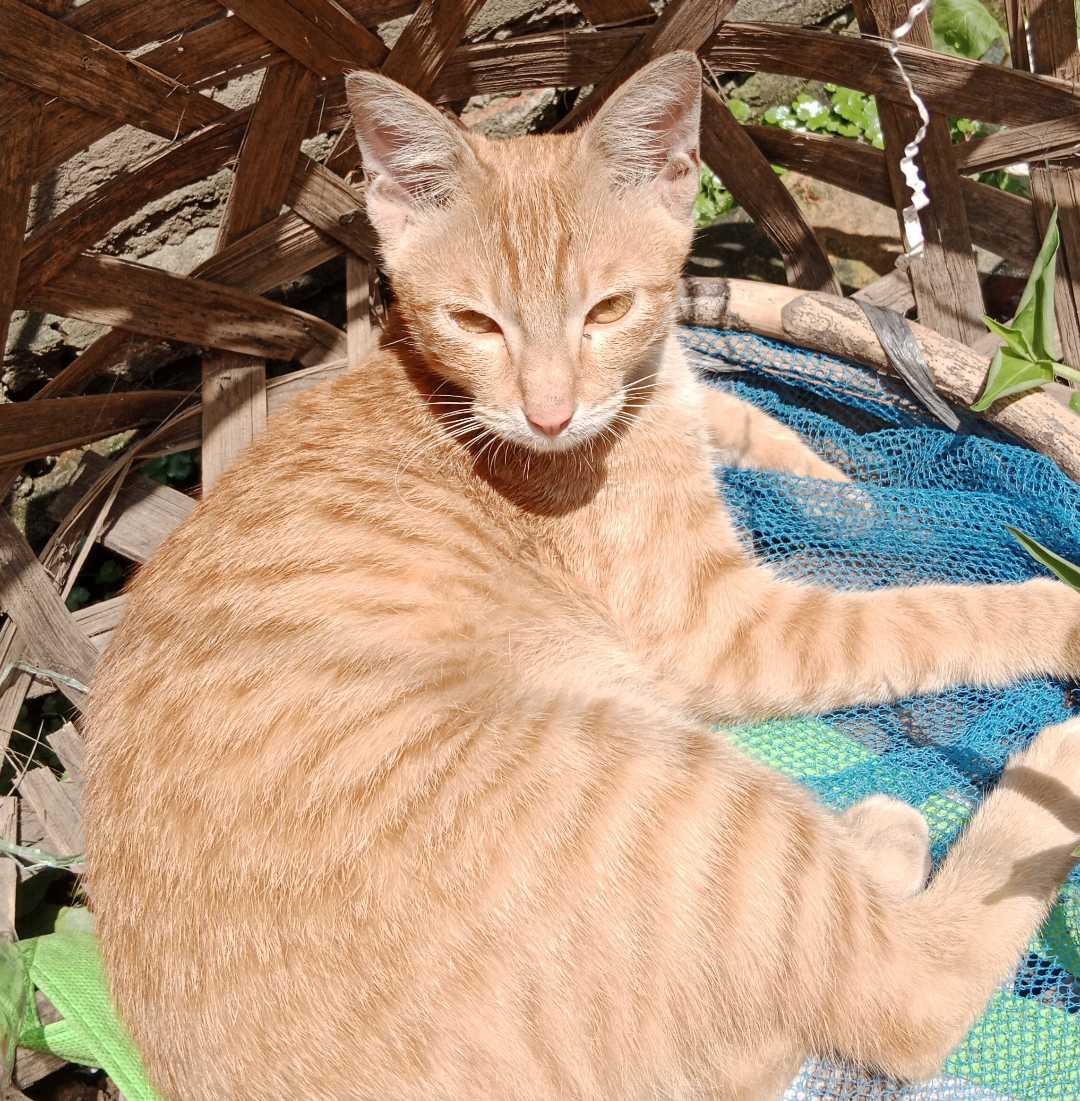 kucing kampung