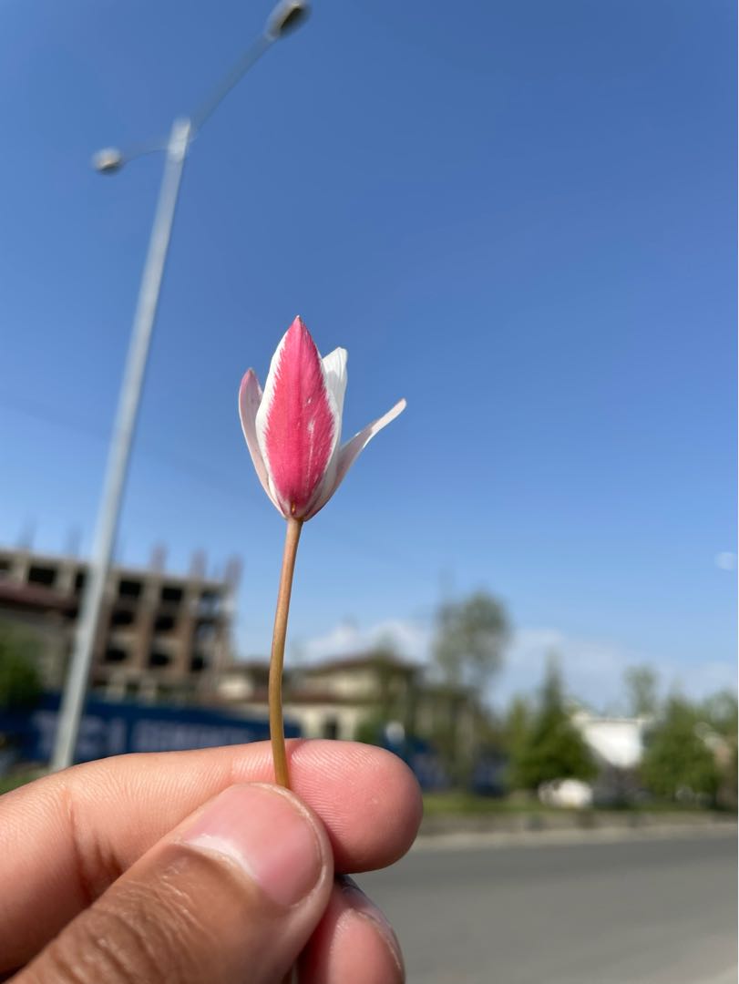 🌷 
