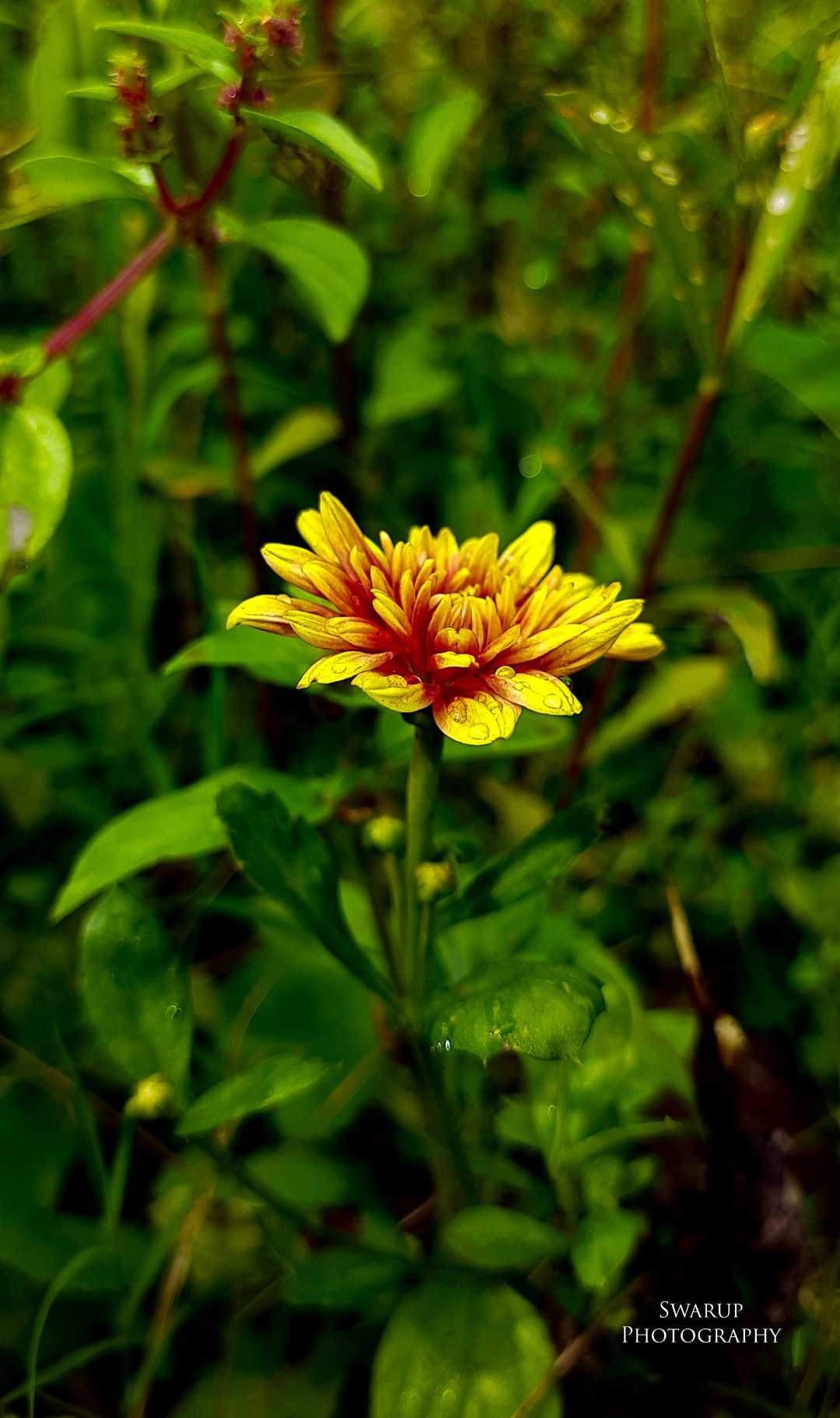 🌼🌼