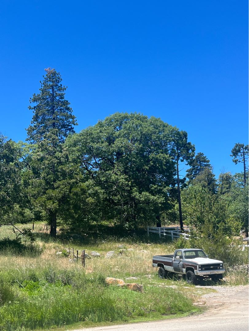 🚘🌳☘️