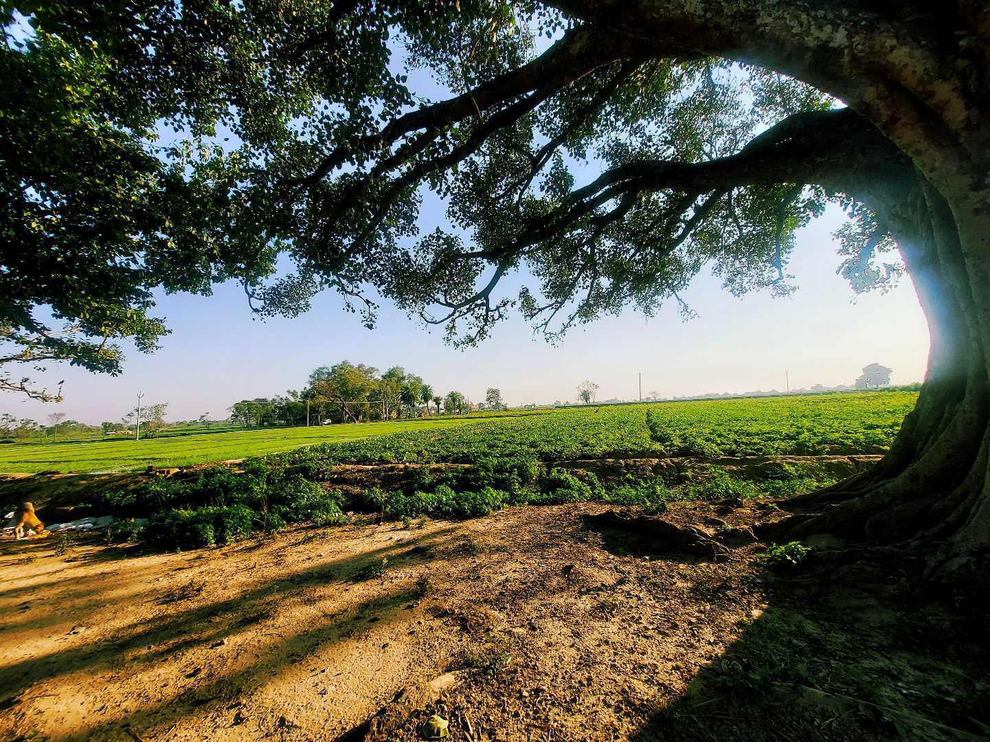 Nature 