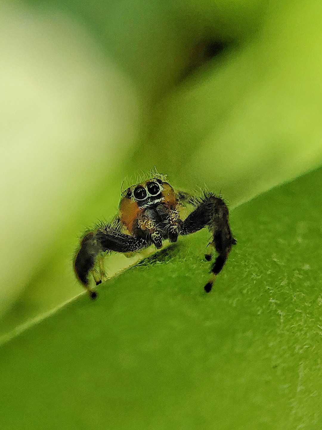 spider 