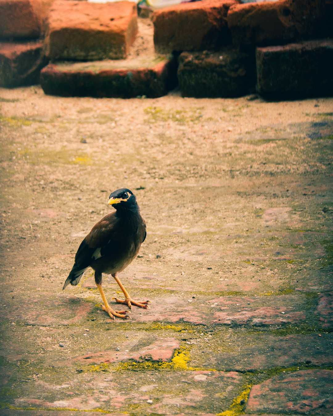 myna in my city