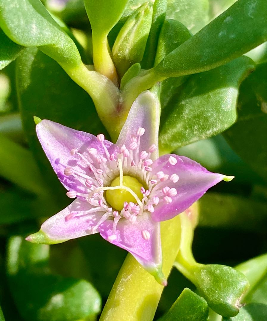 lovely flower 