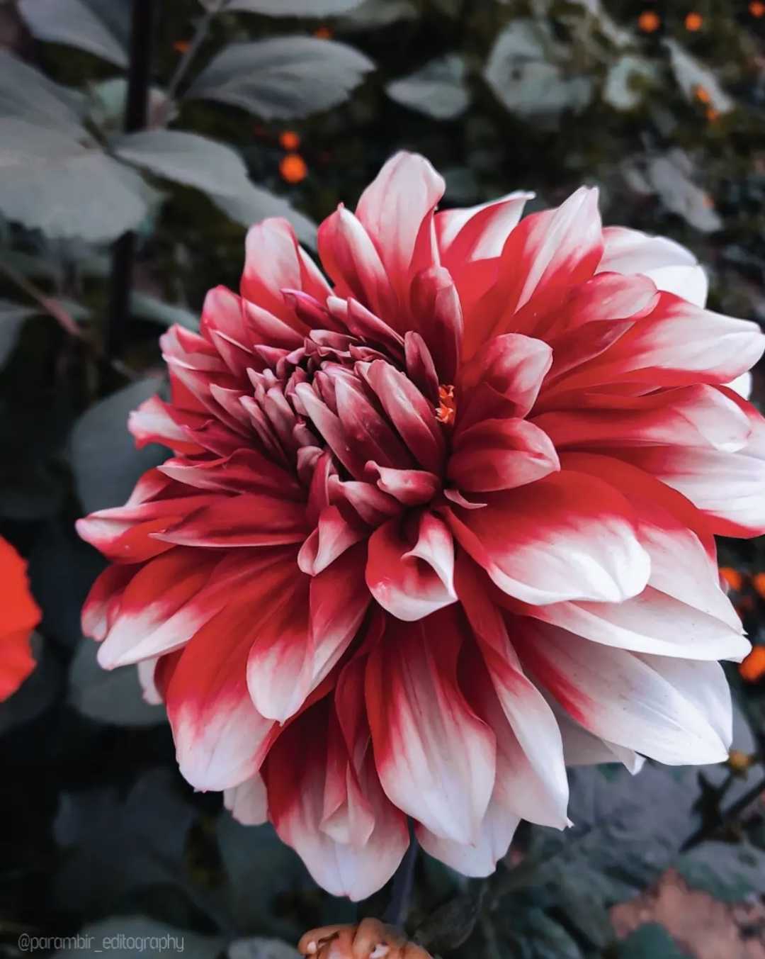 Dahlia Shot ❤️