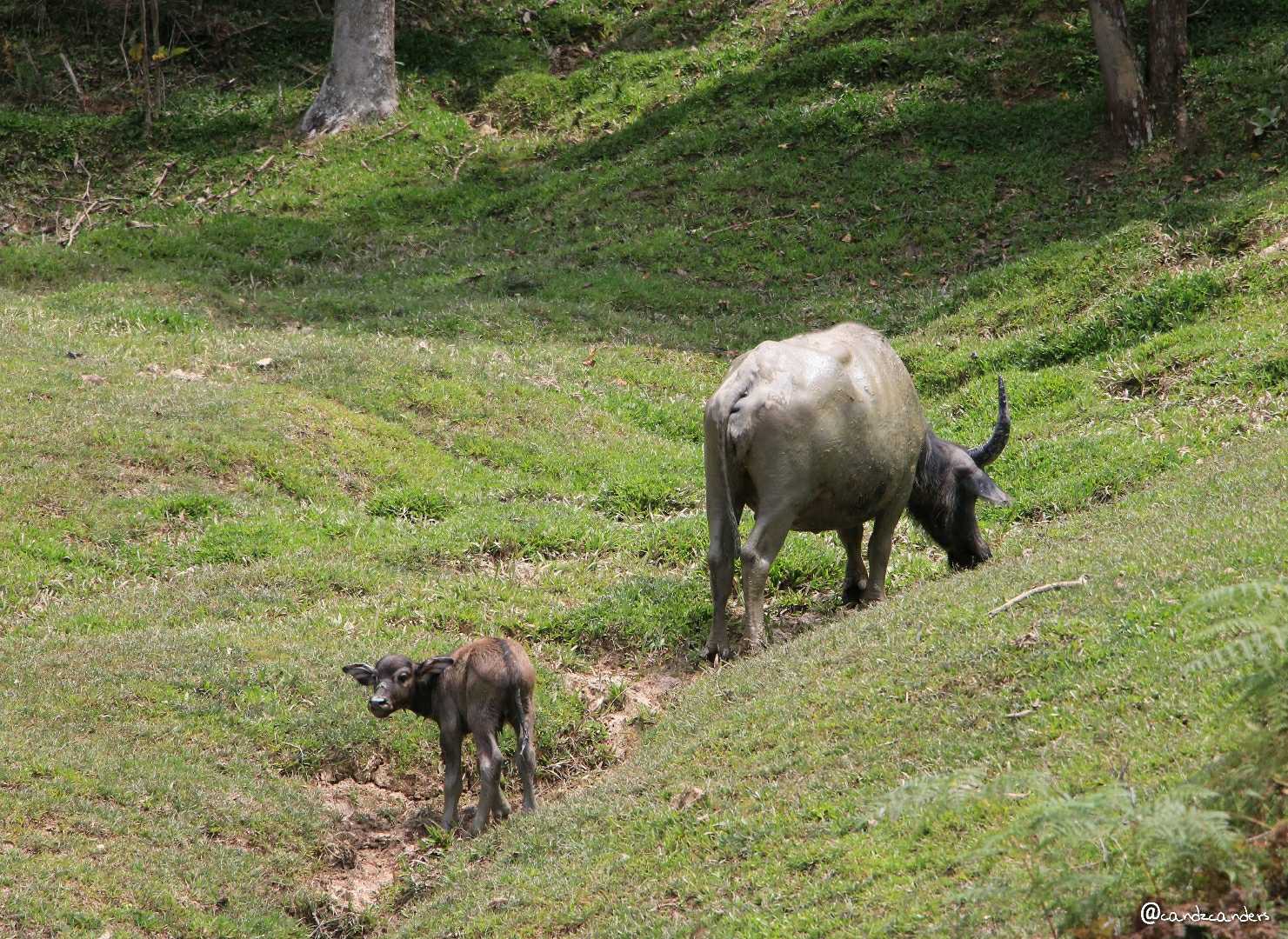 Baby Buffalo says hi 👋