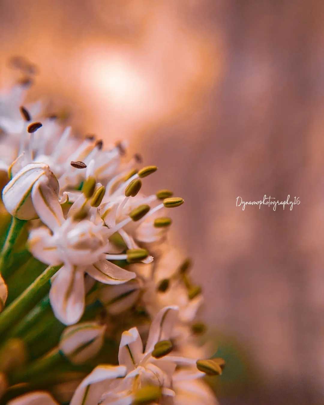 MACRO PHOTOGRAPHY 