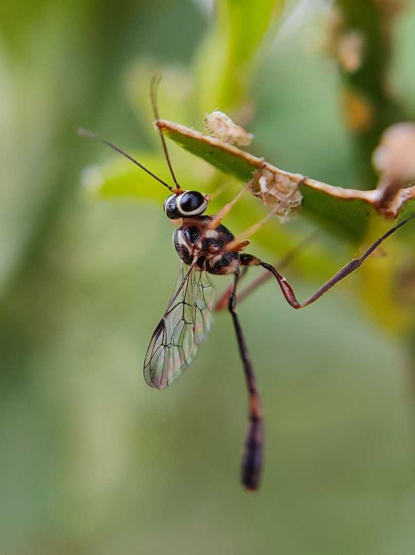 macro photography 📲