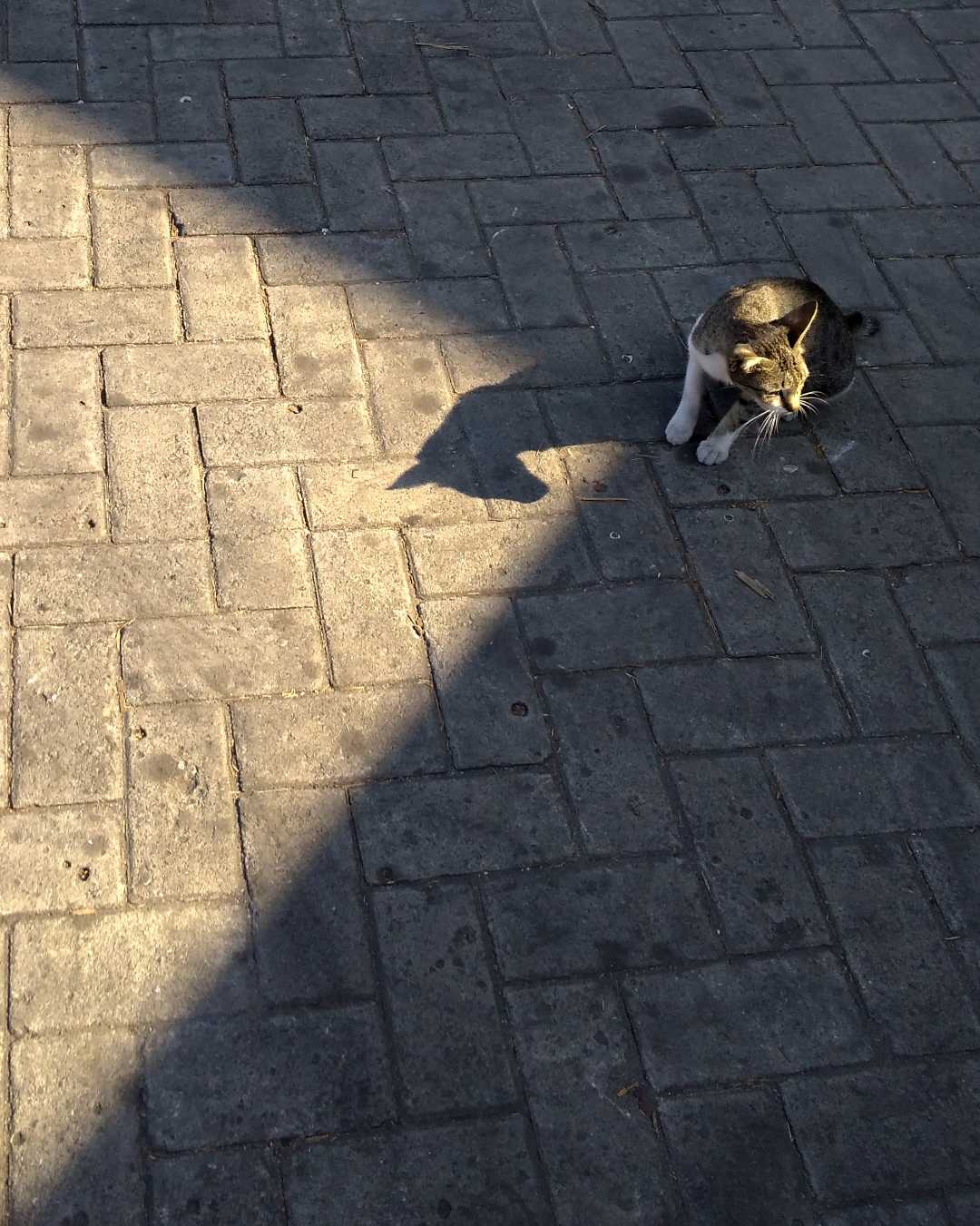 Kucing Naik Kuda