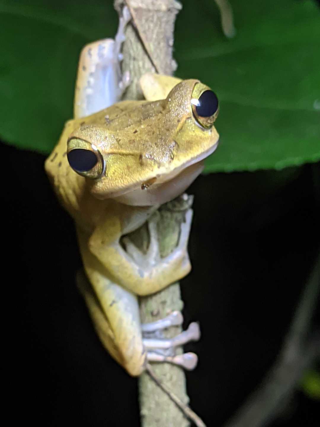western tree frog 🐸
