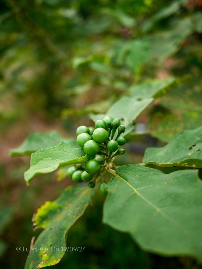 Locally called as Terung pipit - local delicacy