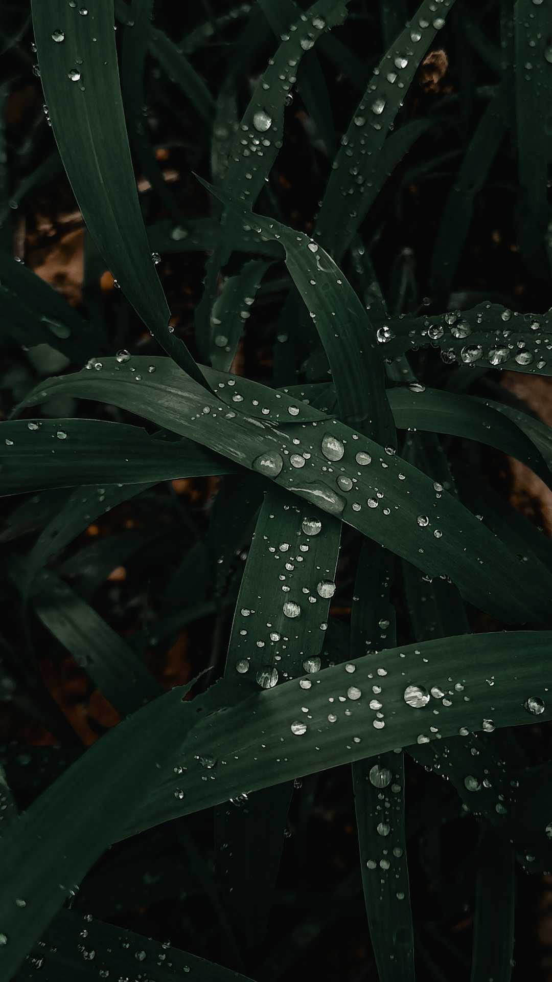 Dark green leaves 🌿💚