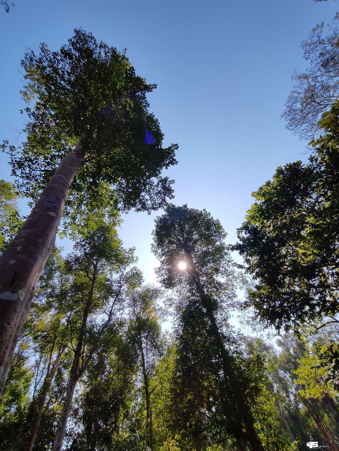 Nature's beauty 💚