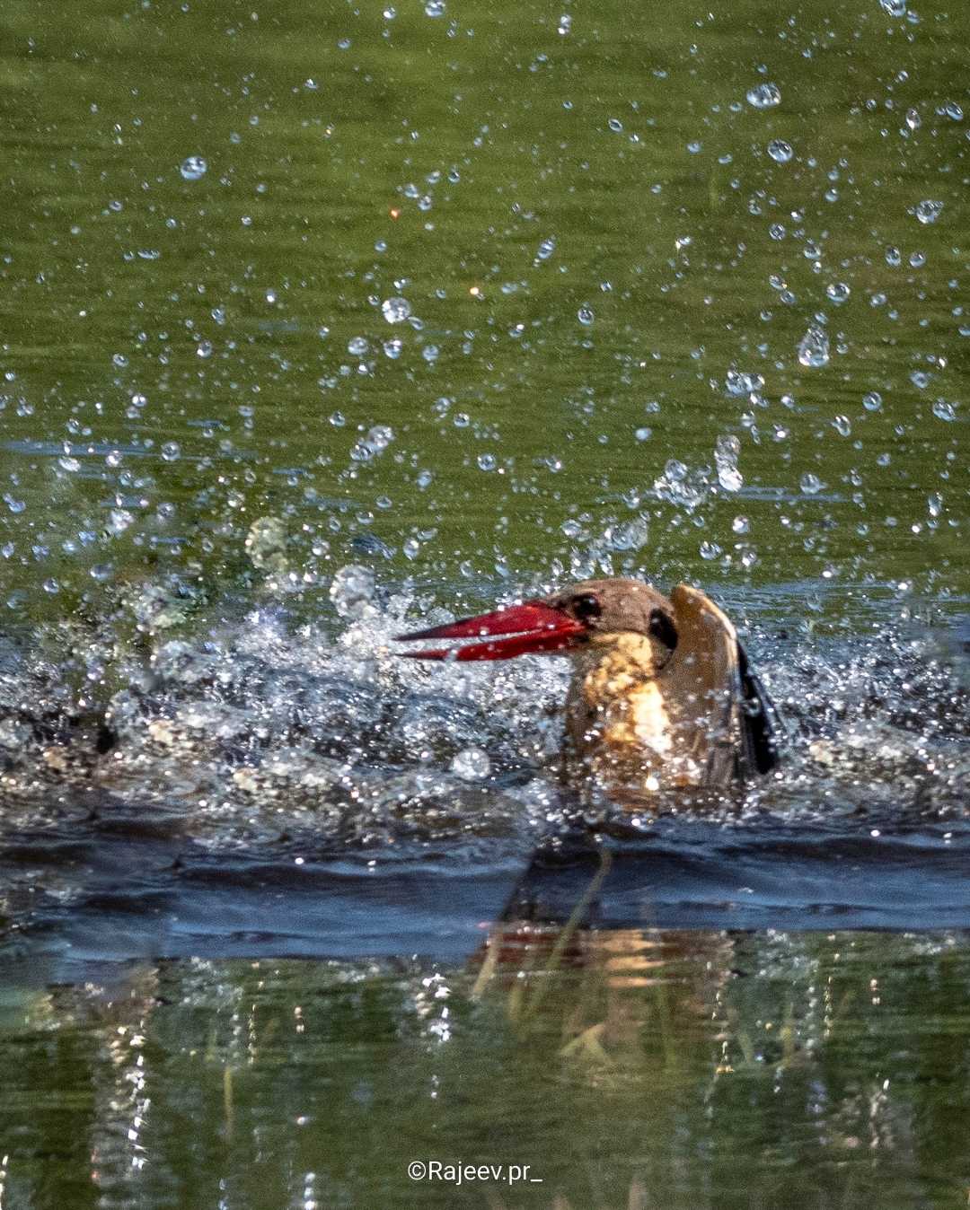 splash