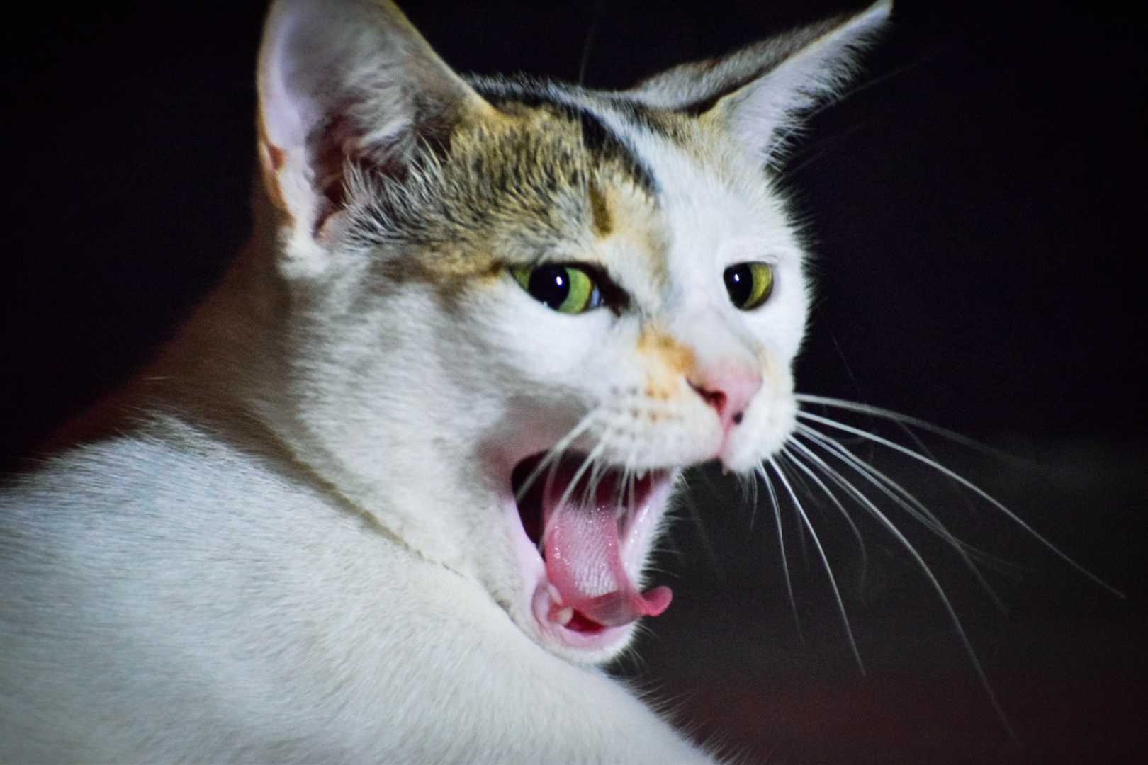 @MEOW🐱