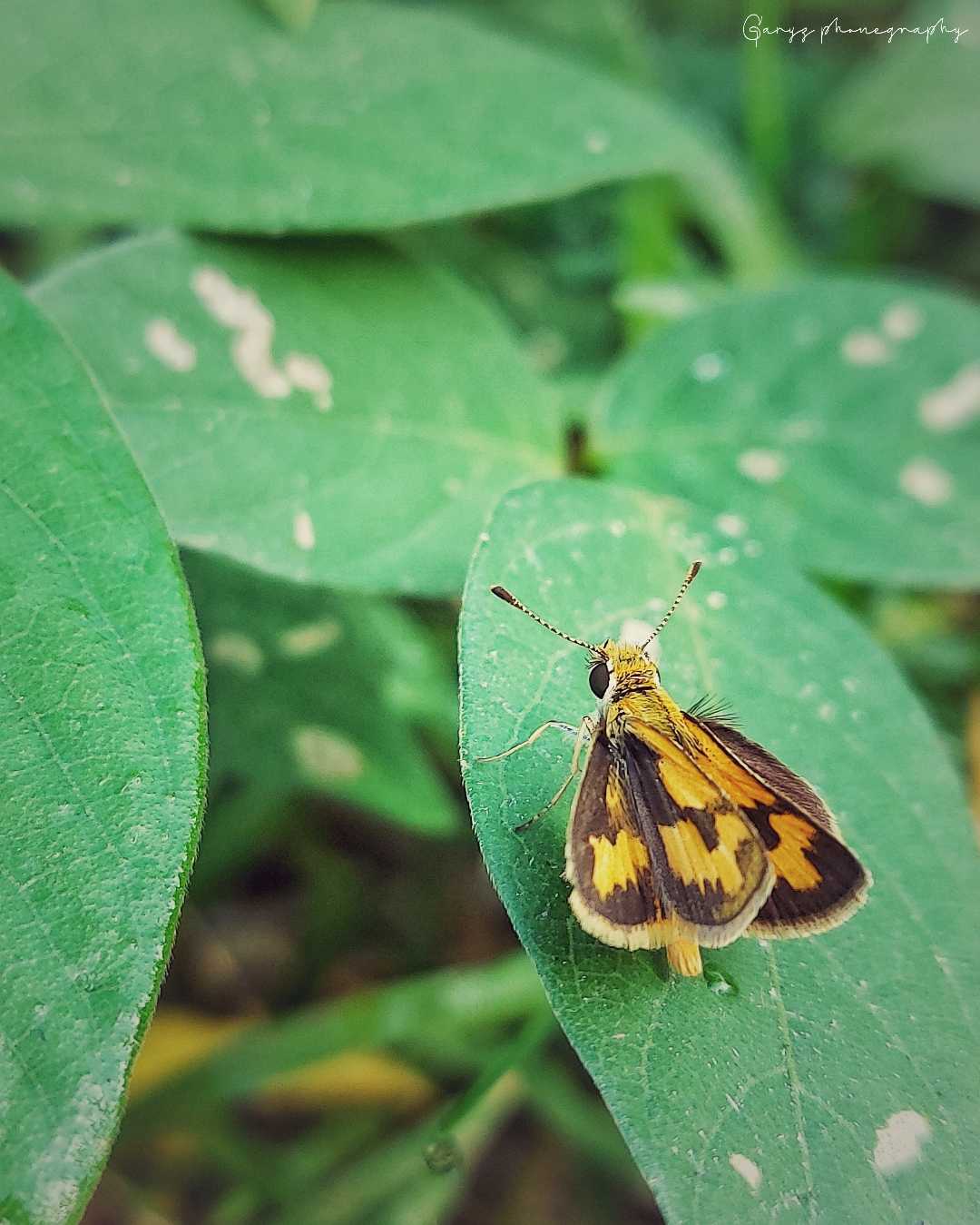 Skipper Kuning Potanthus omaha
