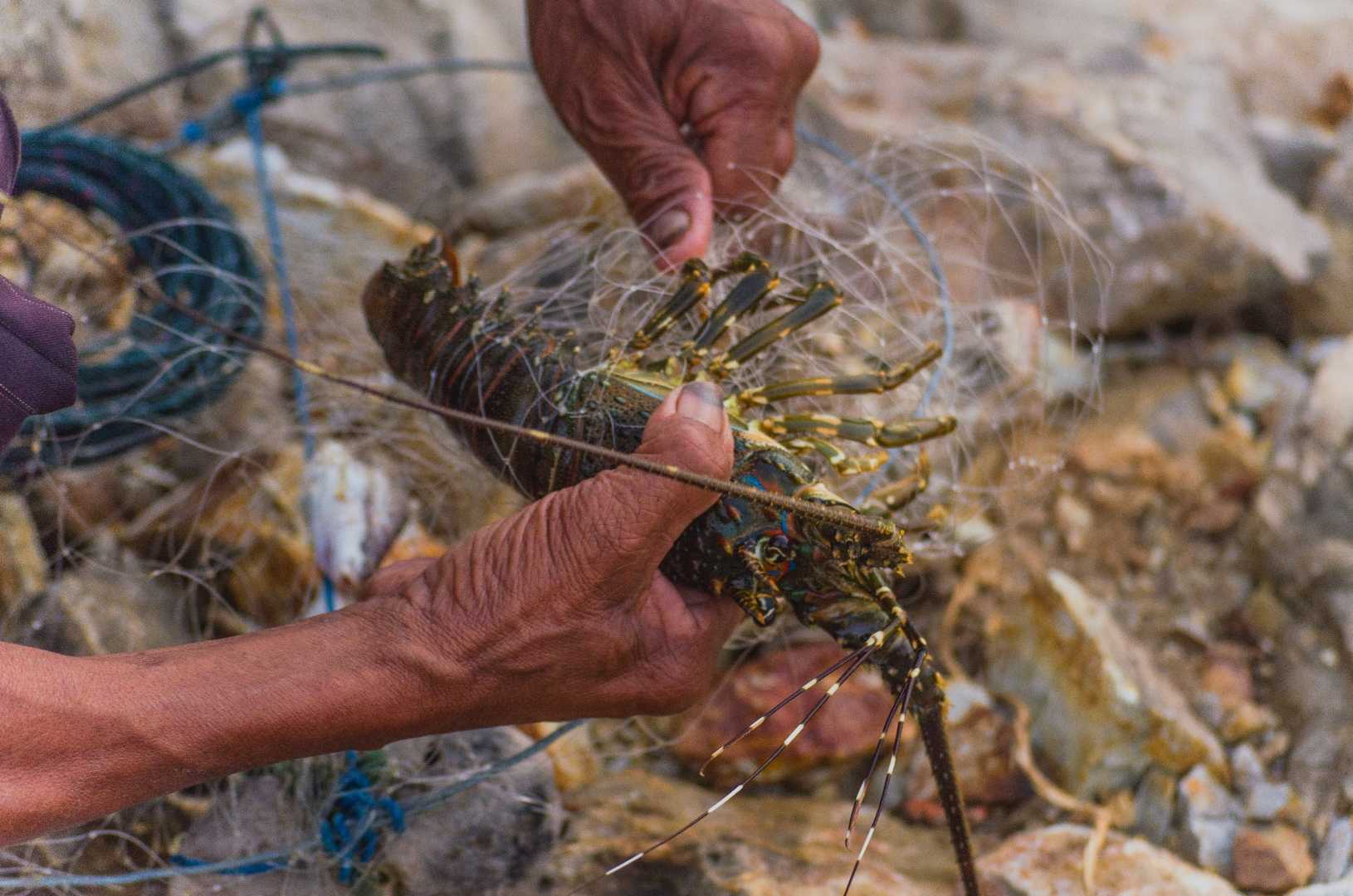 Catching Lobsters Using Trap 