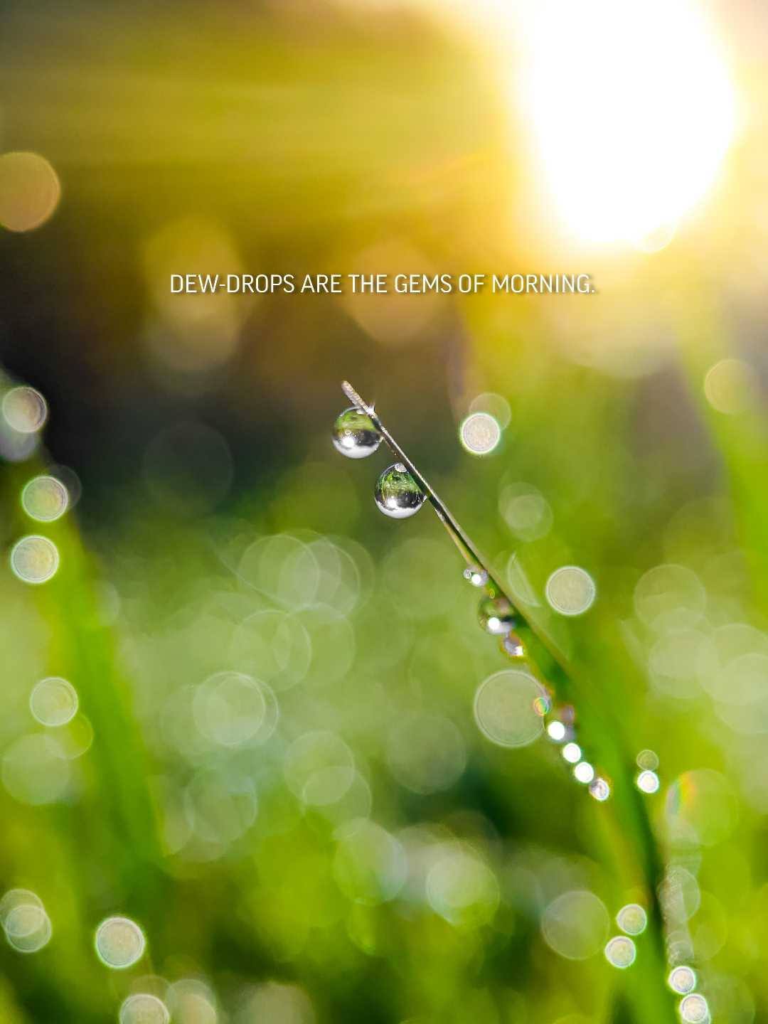 Dew Drops 