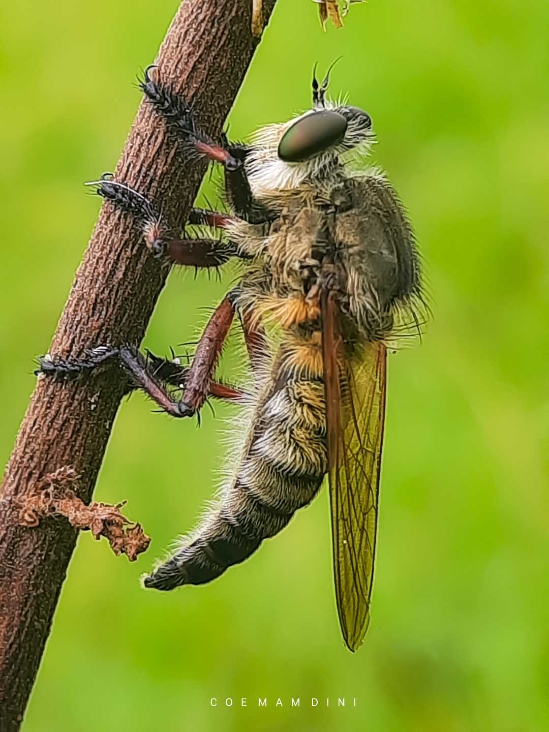Macro (Nature Flora/Fauna)