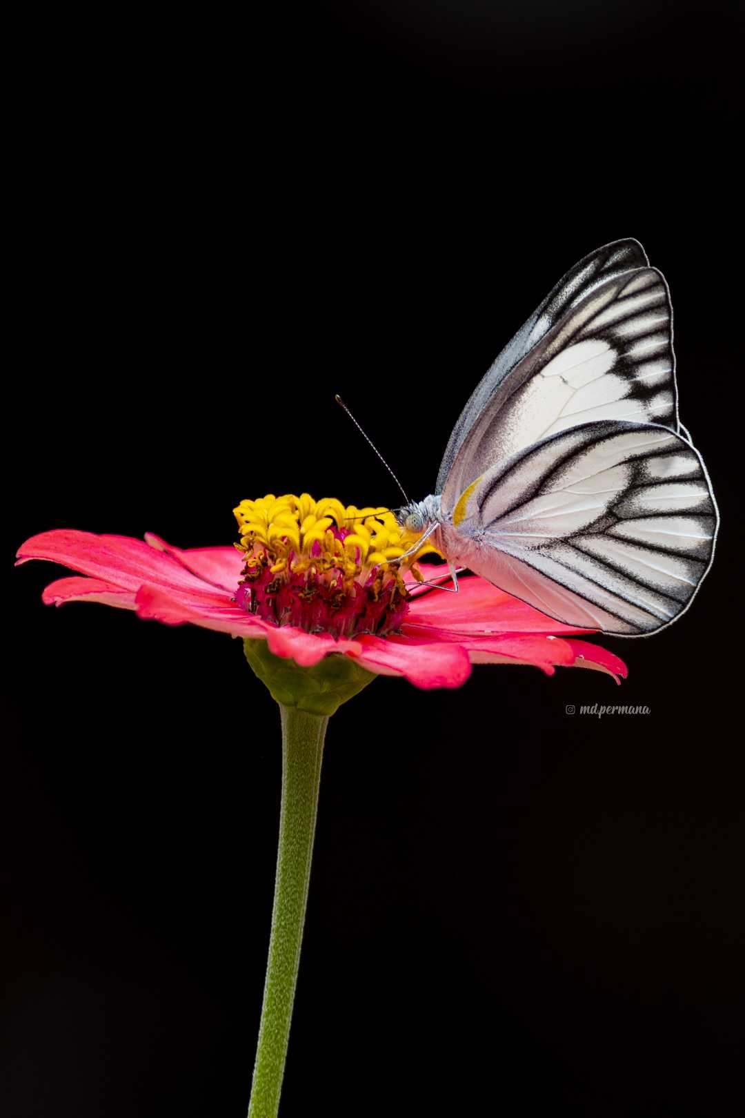 white butterfly