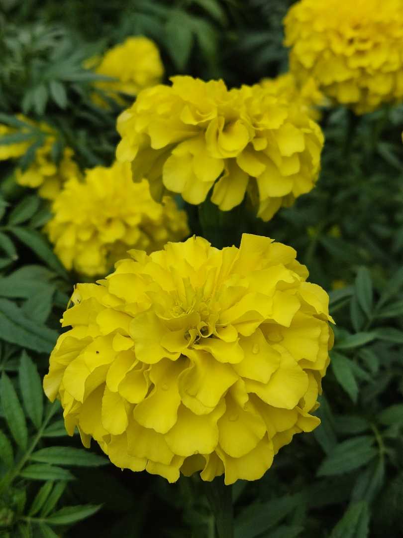 Marigold 