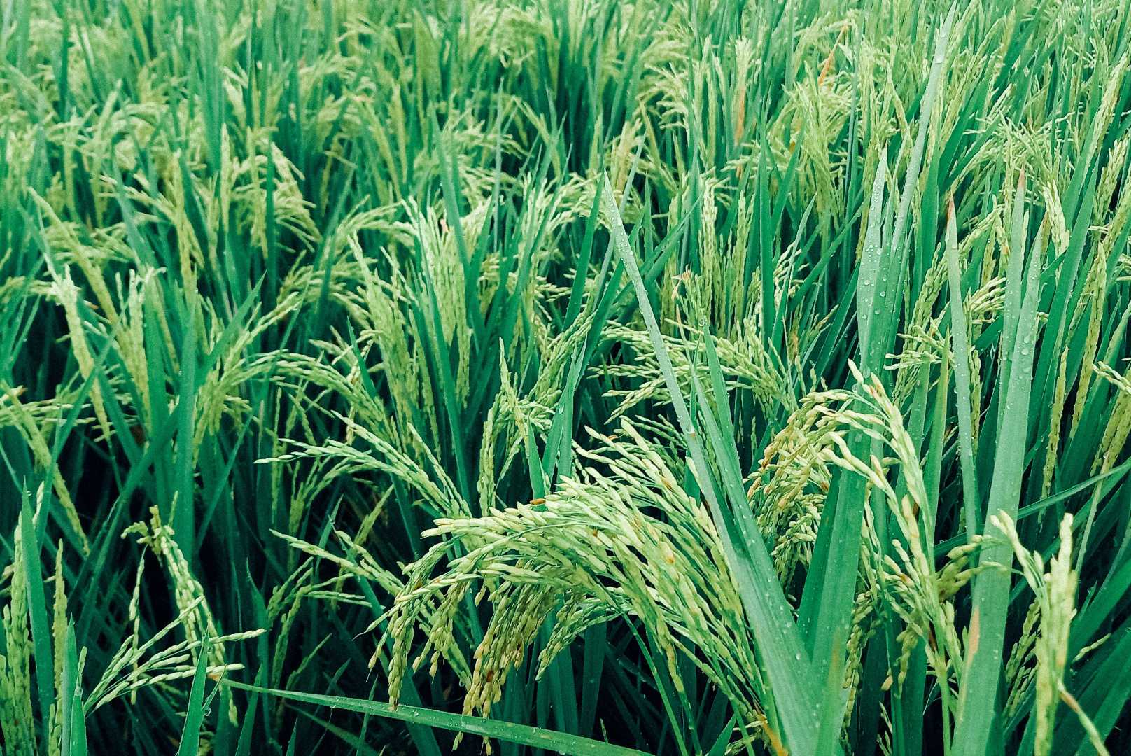 Padi 🌾