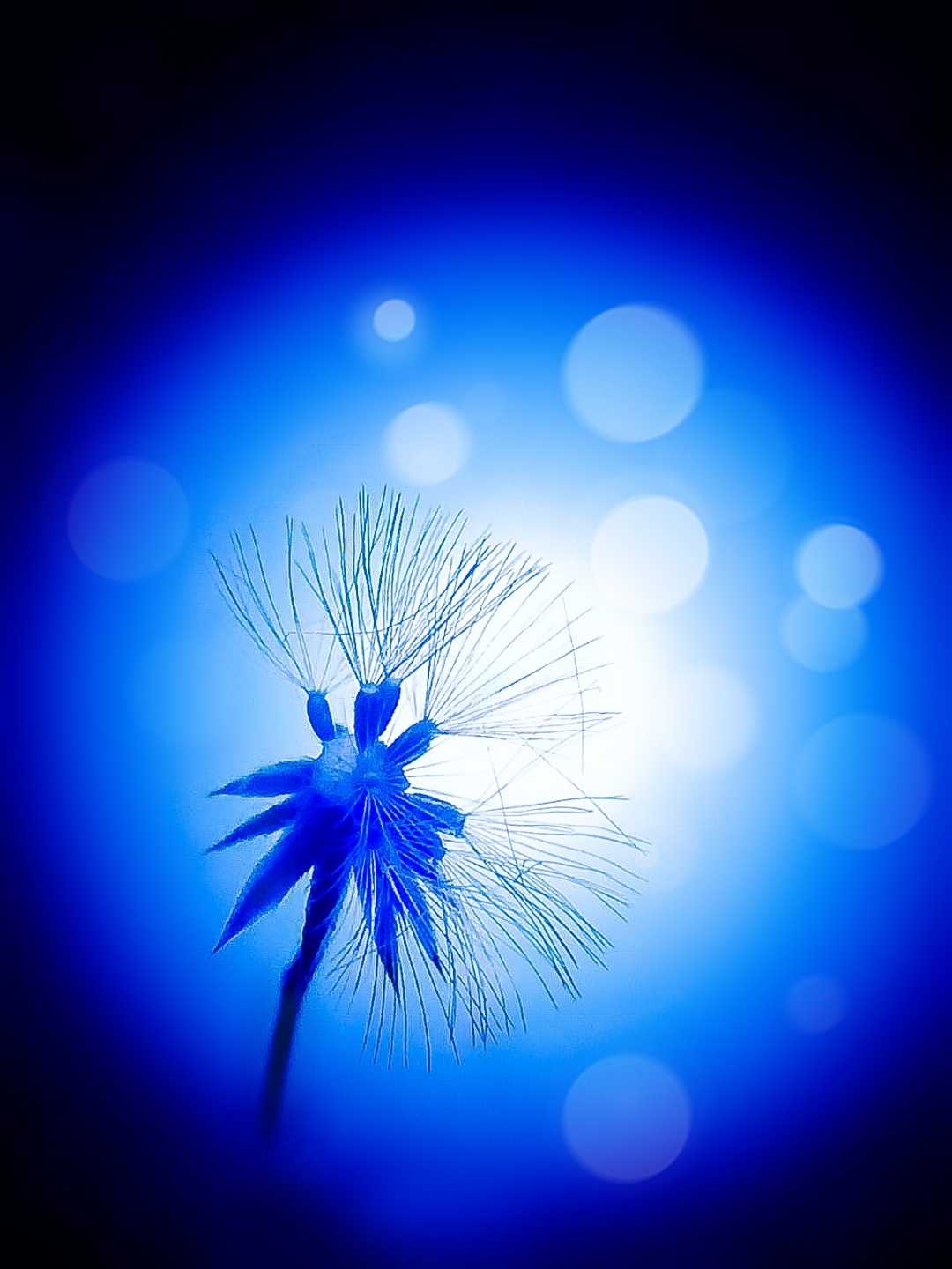 dandelion