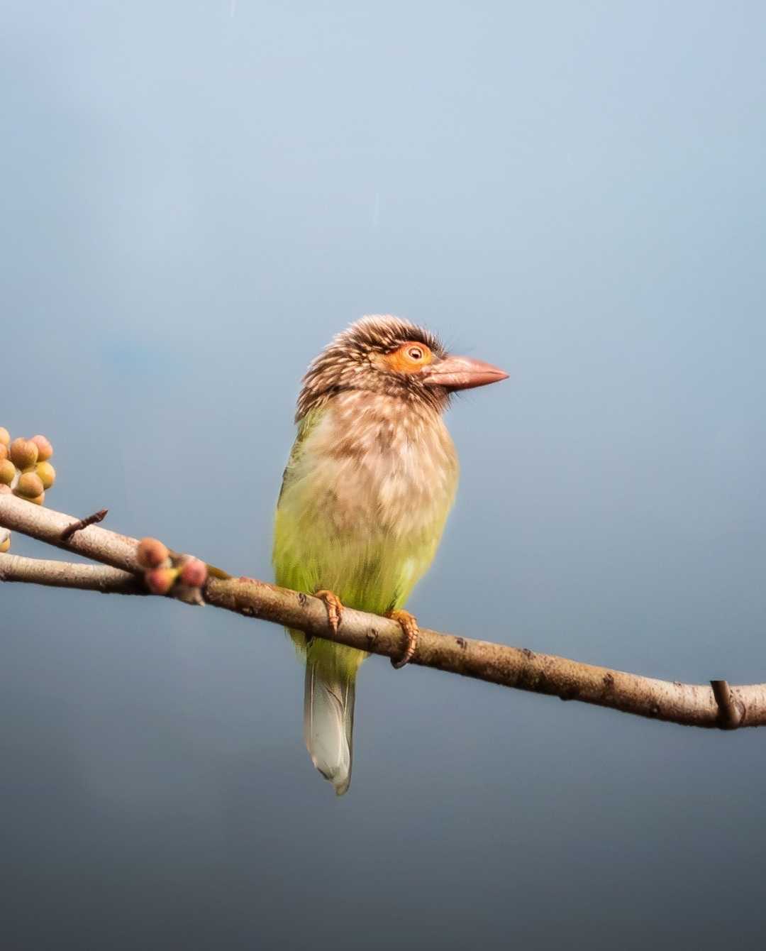 Brown-headed barbet 