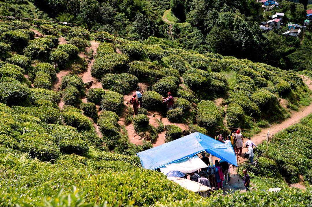 Rangit Tea Garden, Darjeeling 