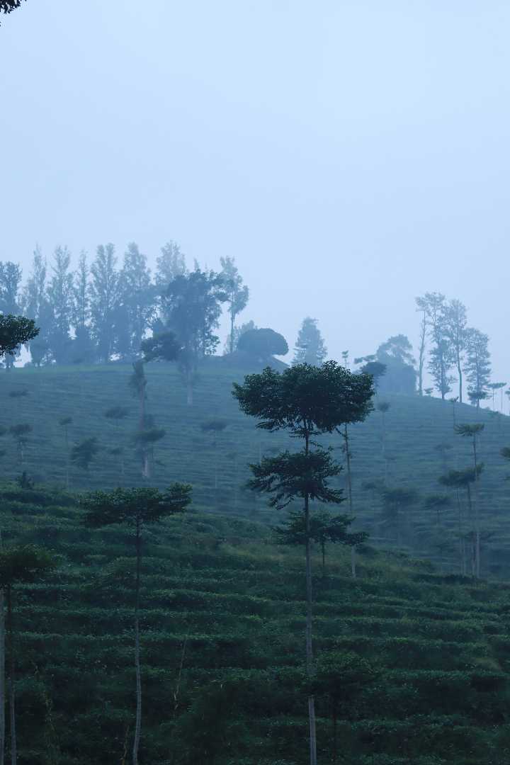 foggy