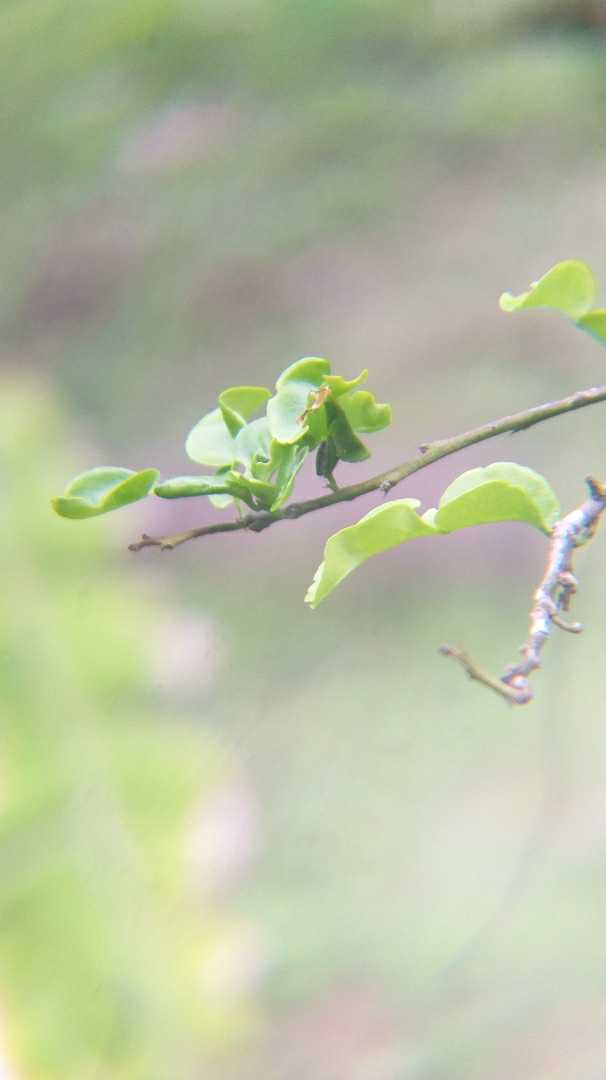 Daun Jeruk