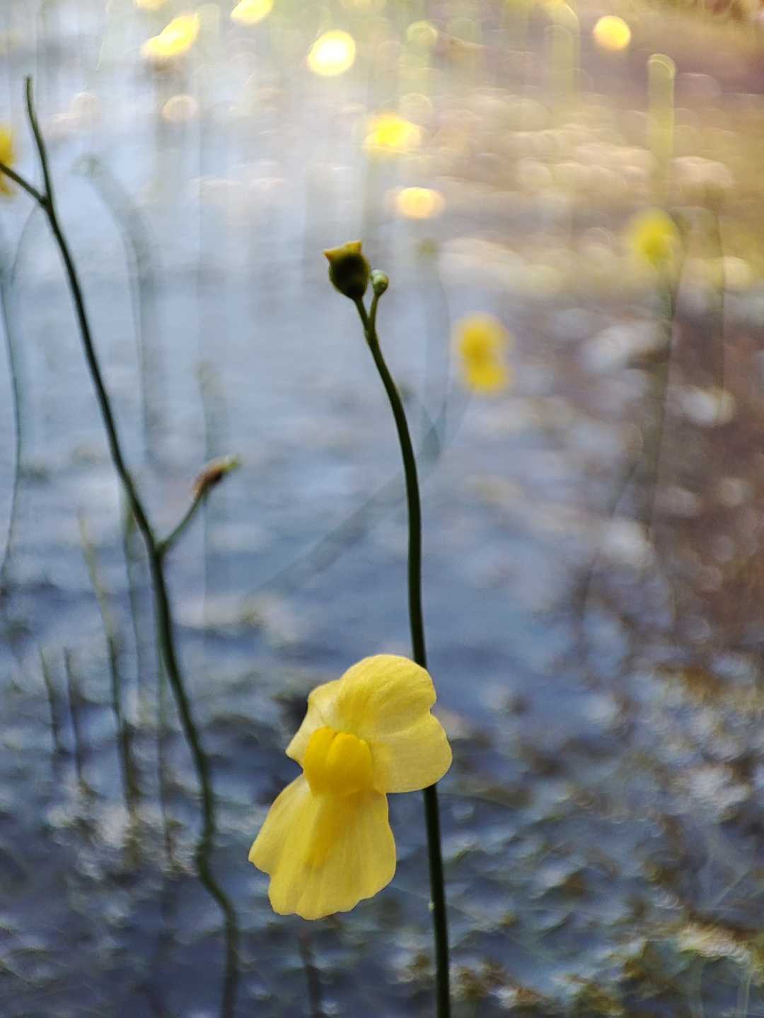 Utricularia Gibba