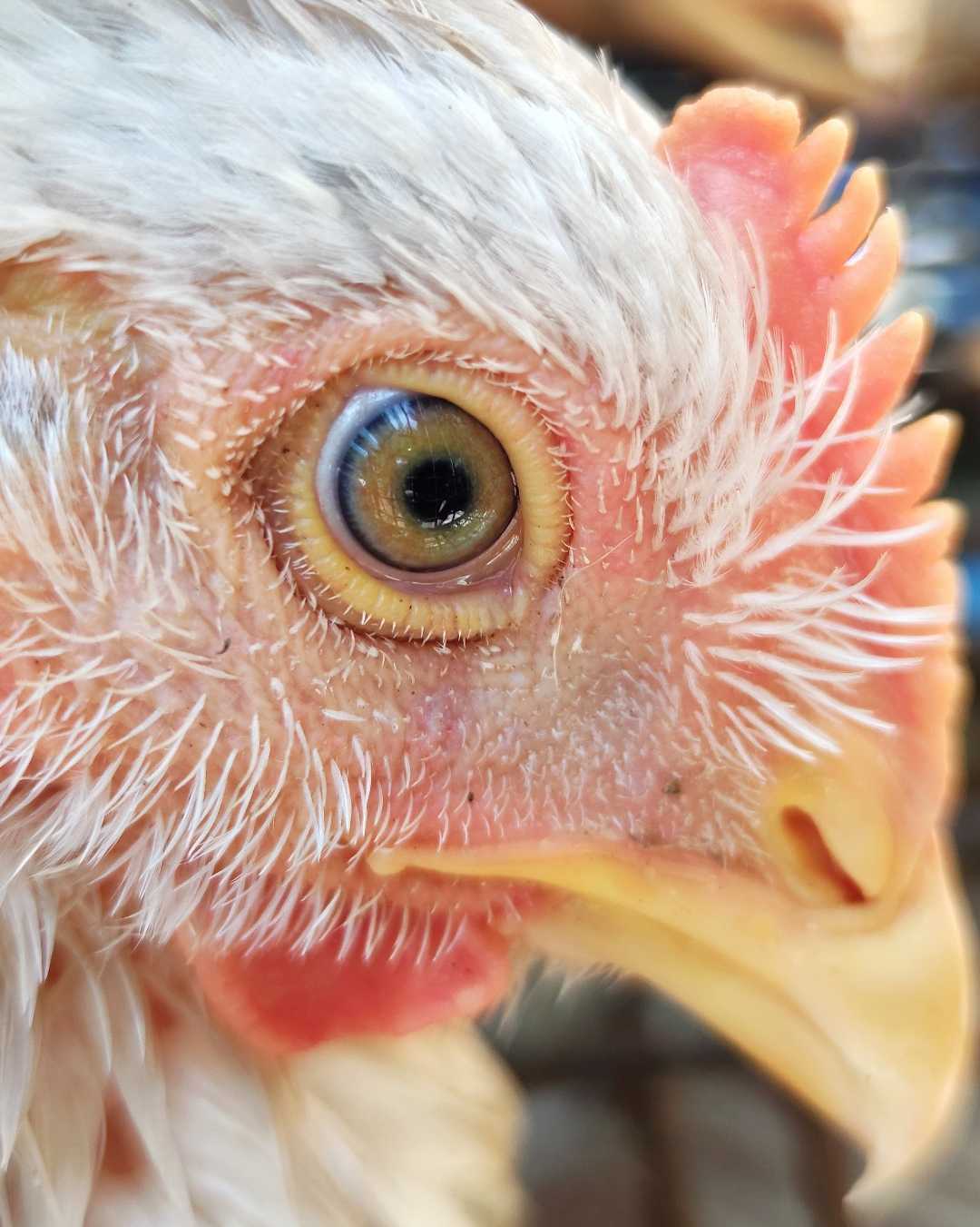 leghorn