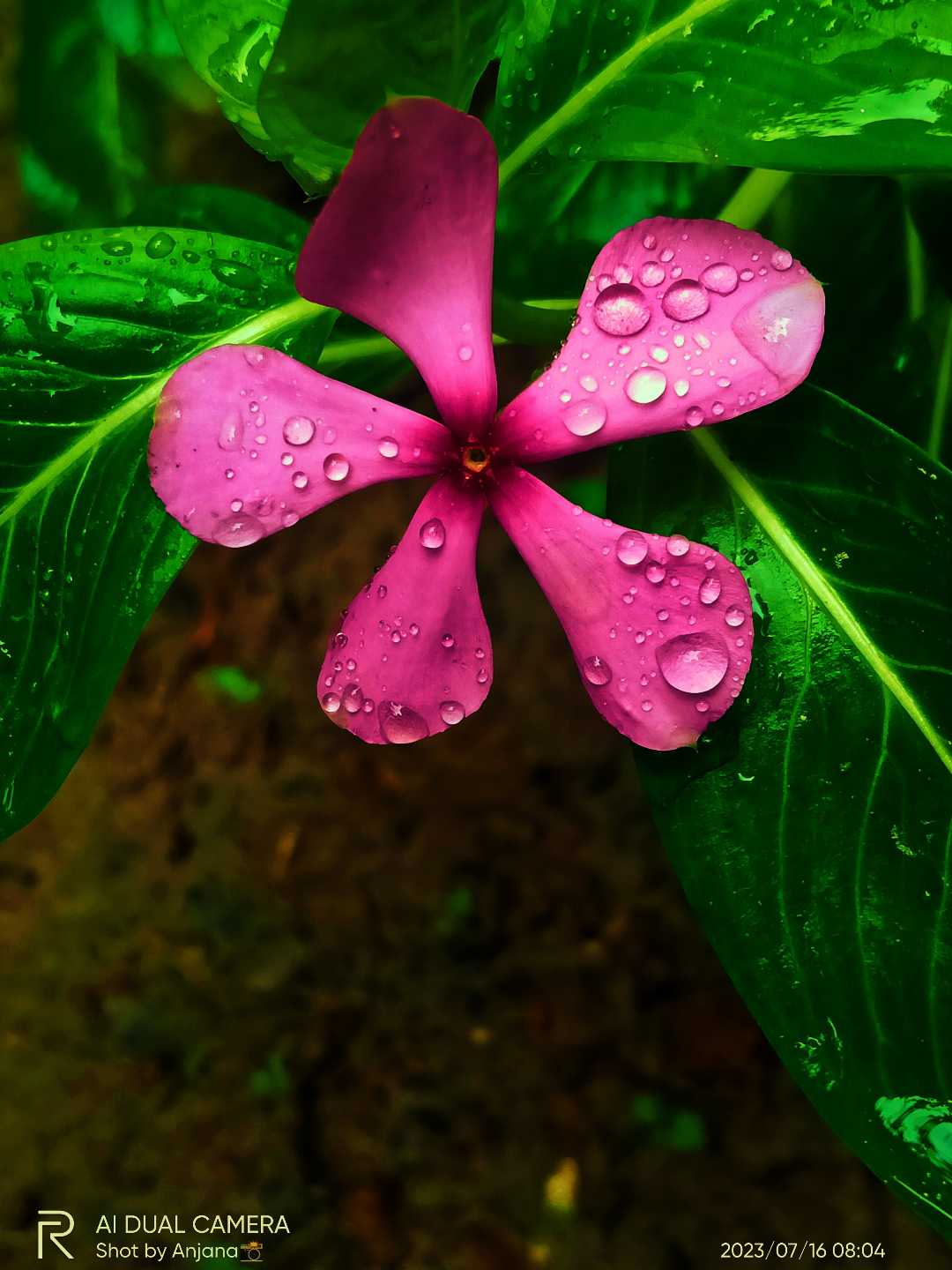 🌺🌸💜🤍