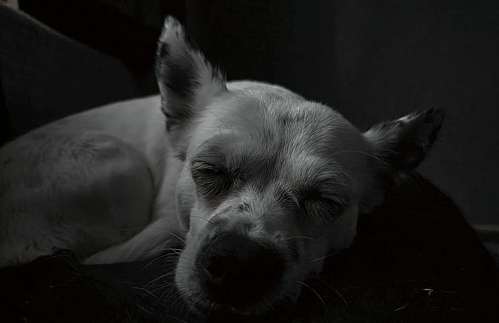 🐶zzzz