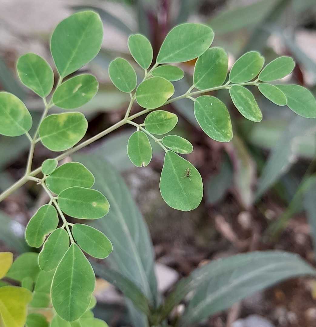 Daun Kelor