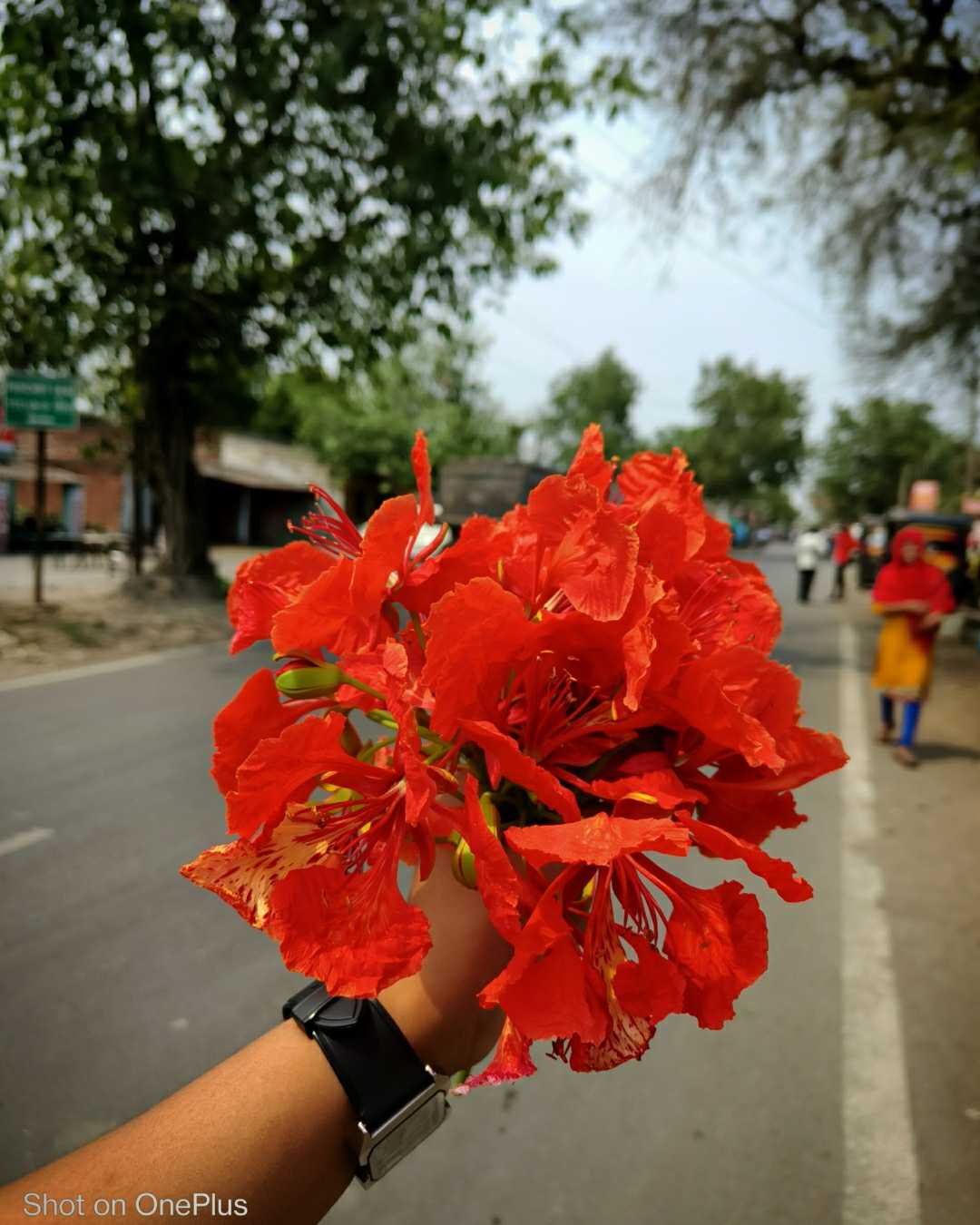 Royal poinciana ❤