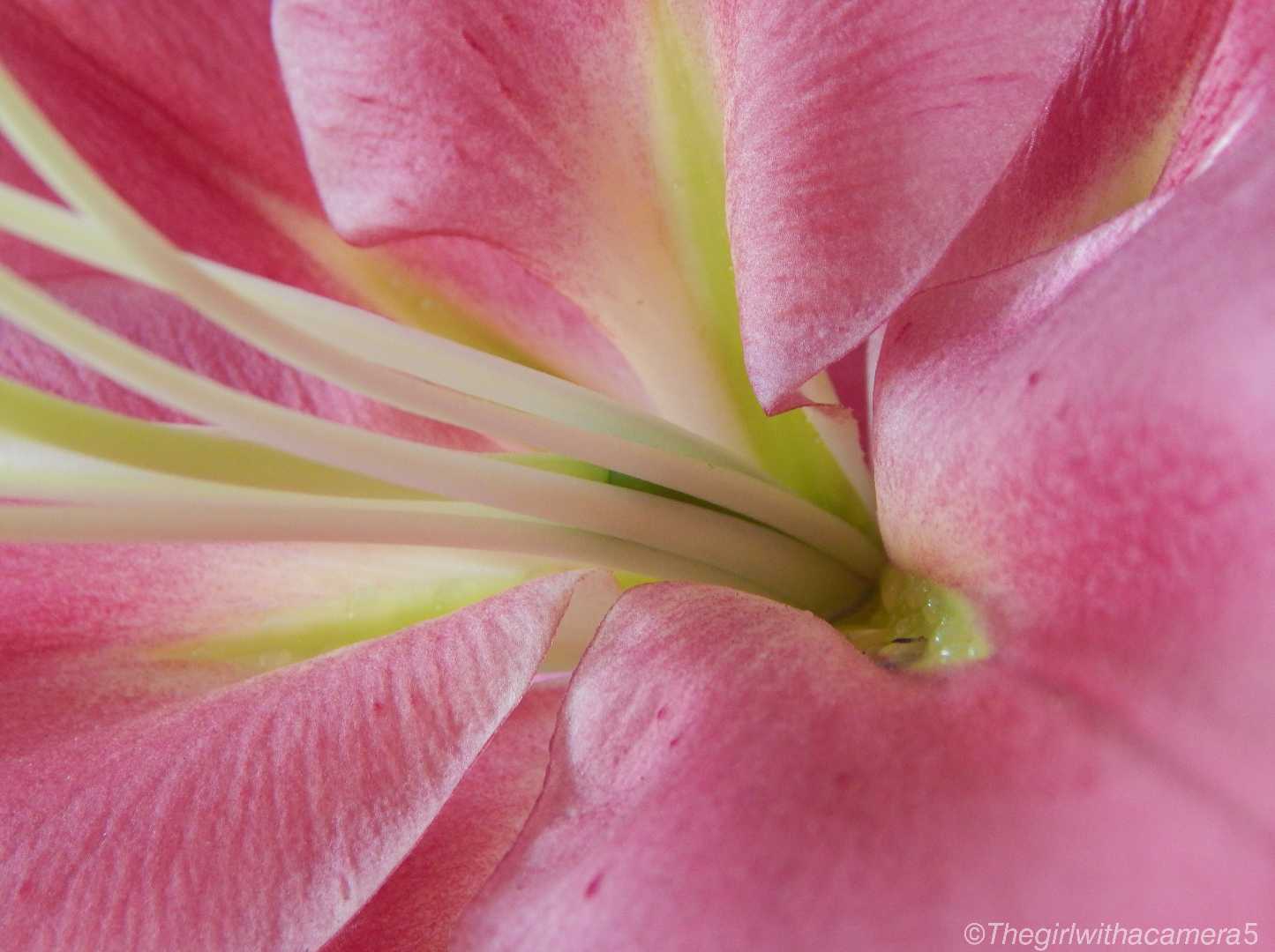 Macro