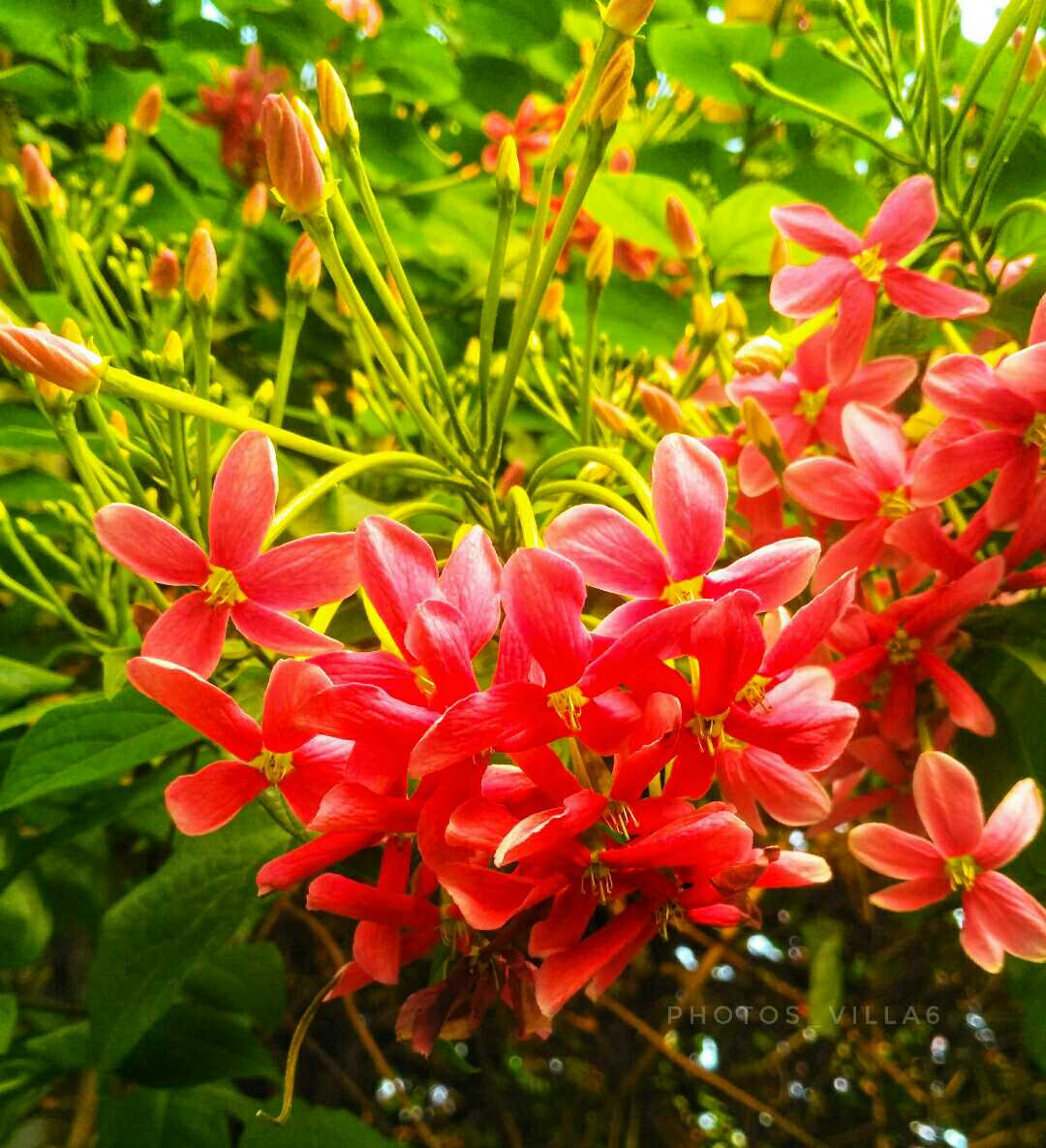 COLOURS OF FLOWER..