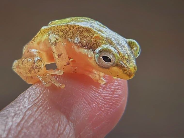Rocket Frog