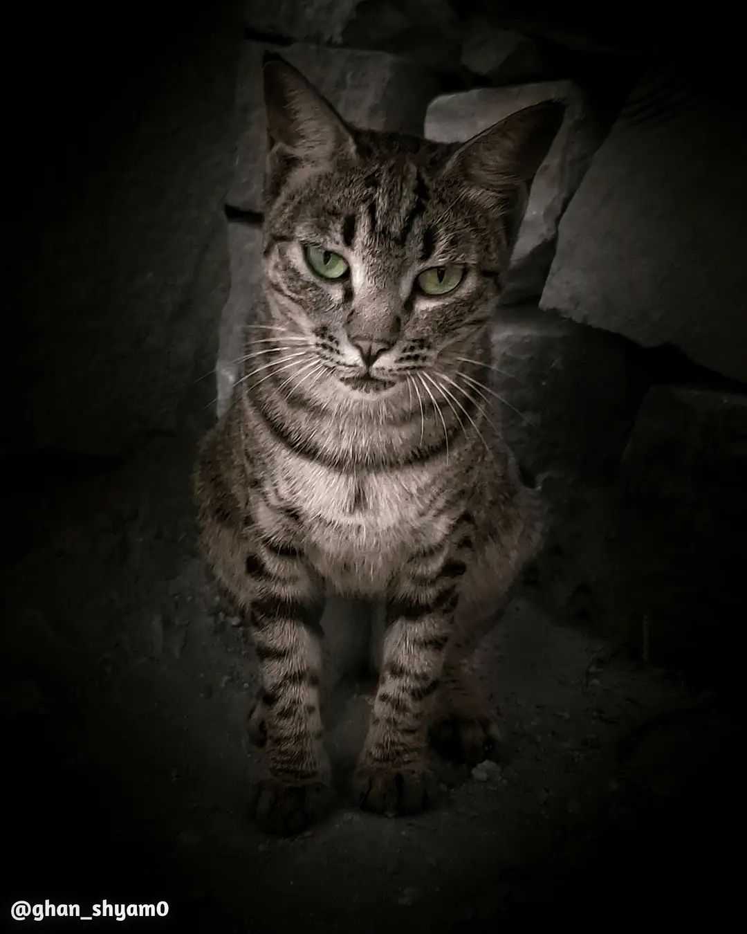 pet
