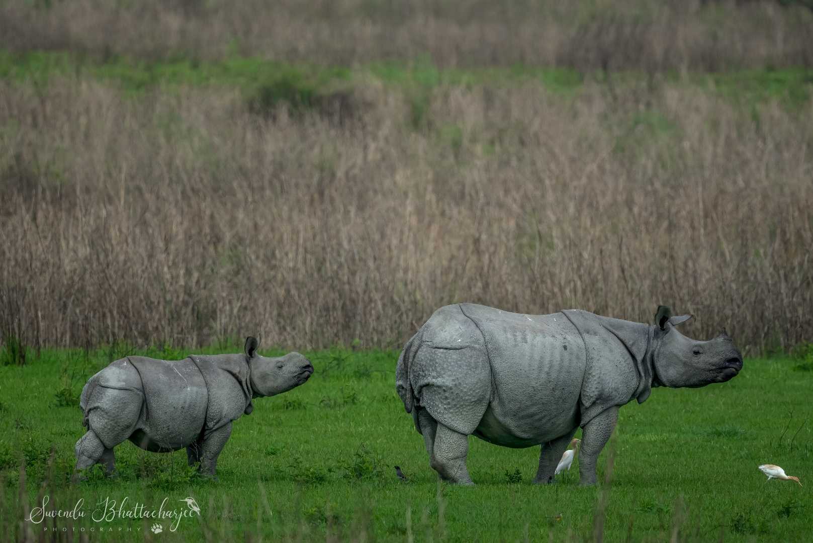 "RHINOSCAPE"

