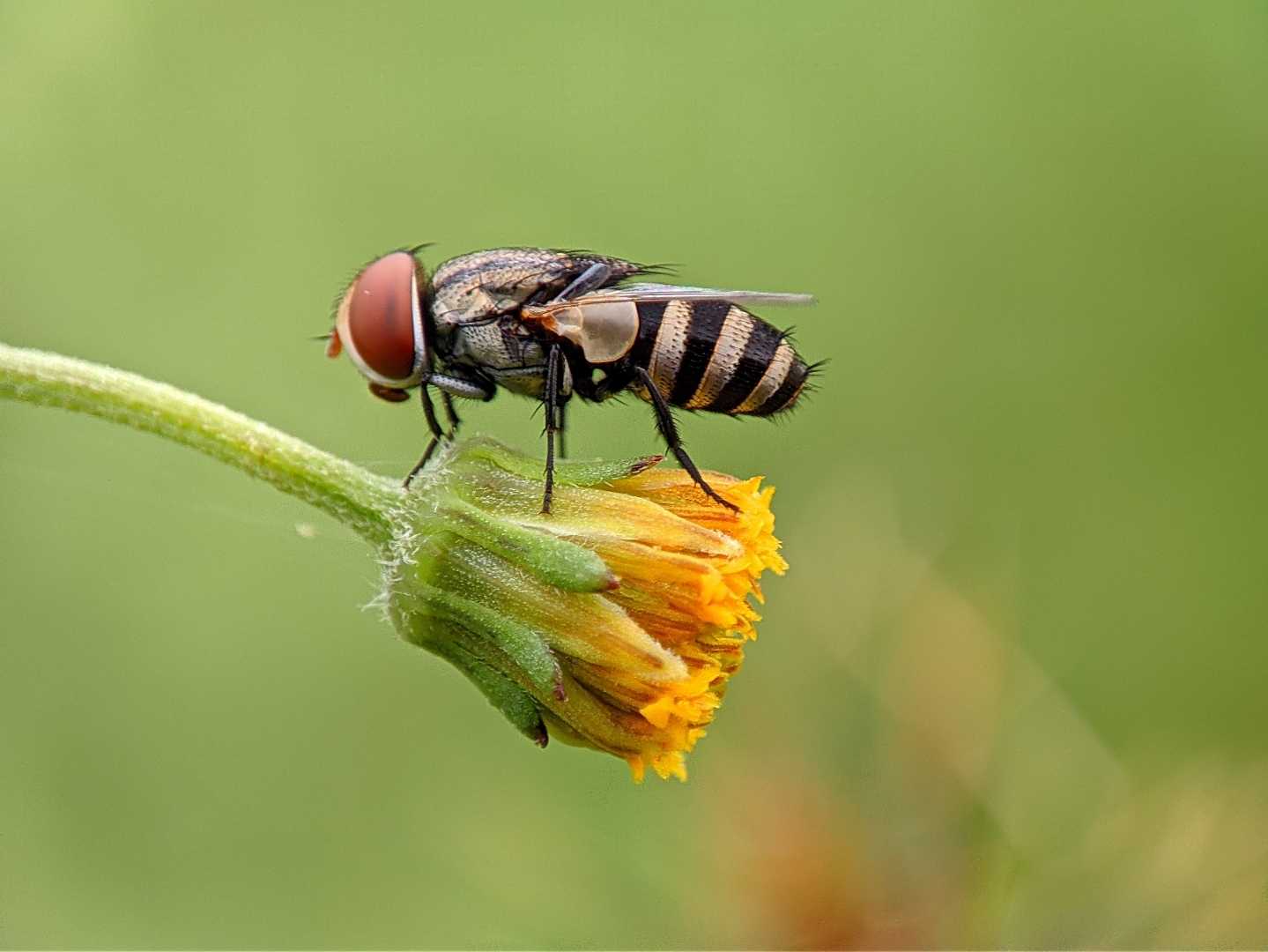 macro