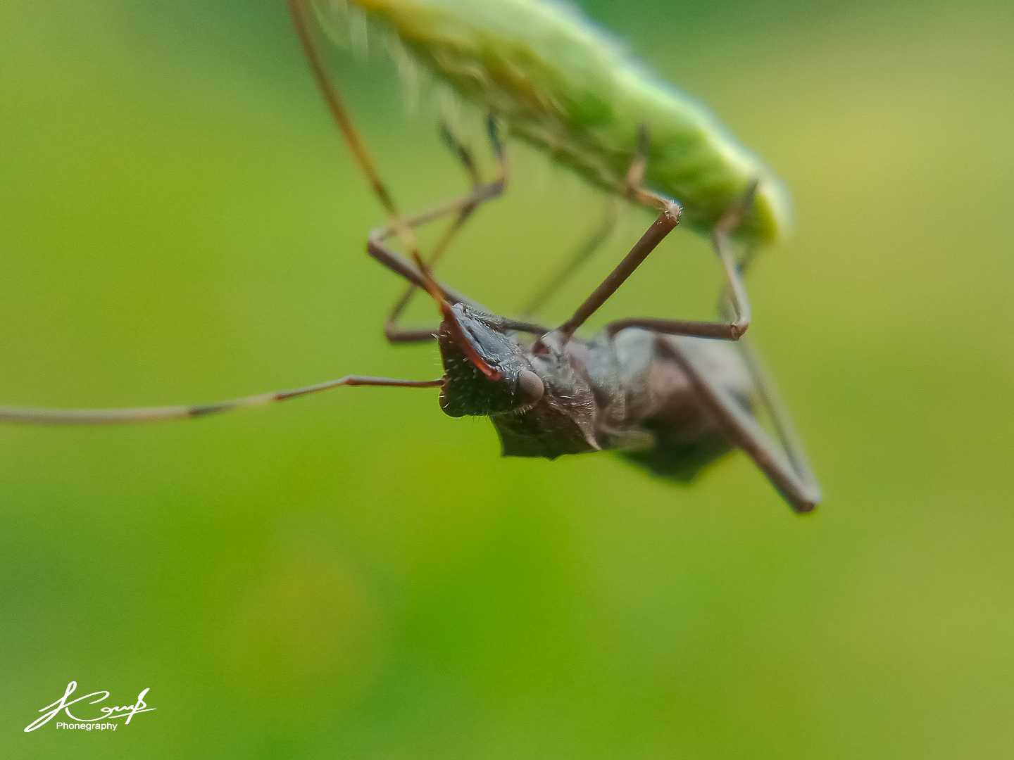 Alydidae
