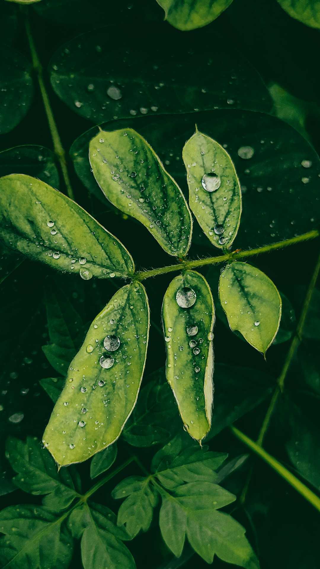 rain drops 