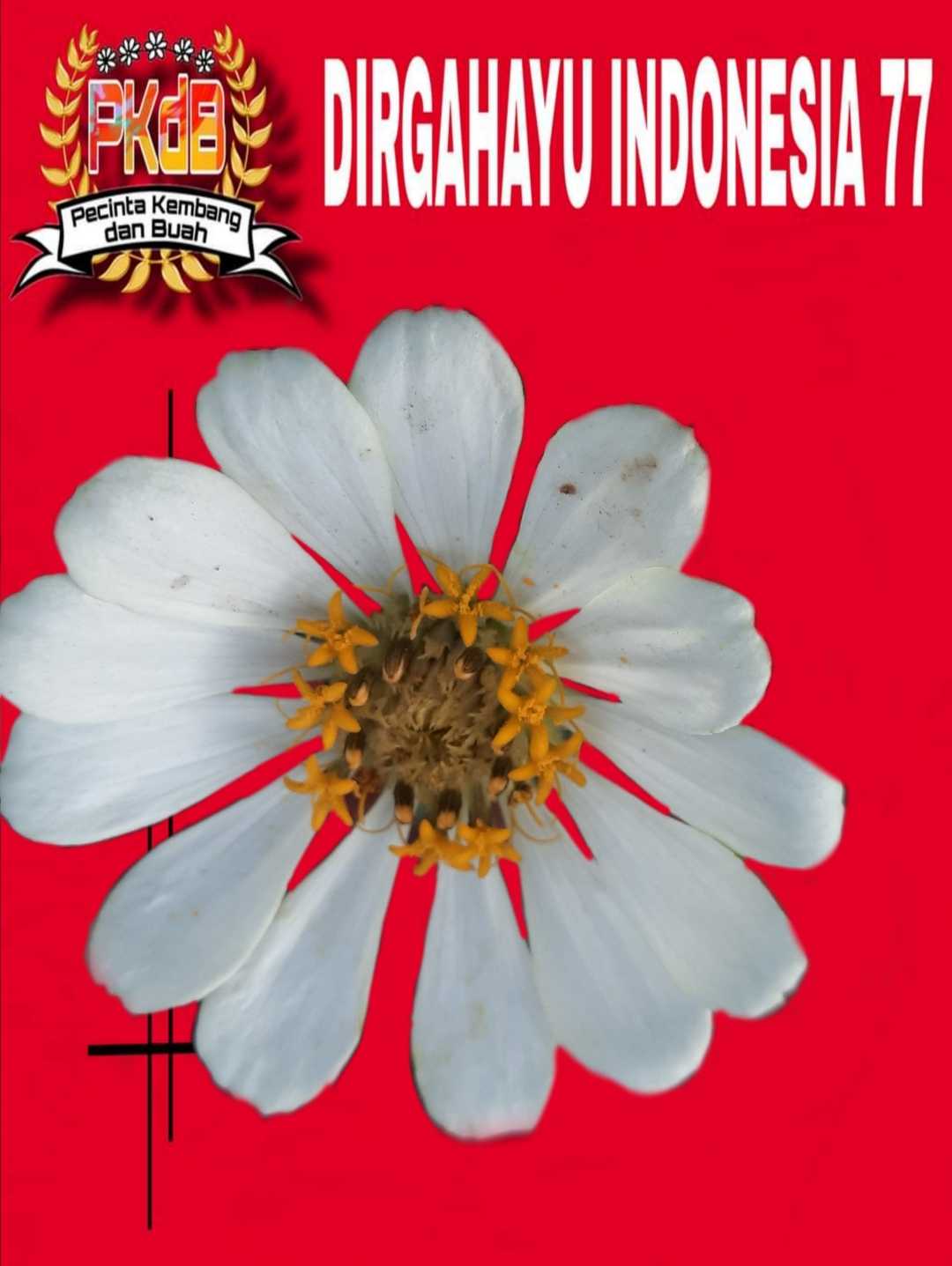 Bunga Zinia