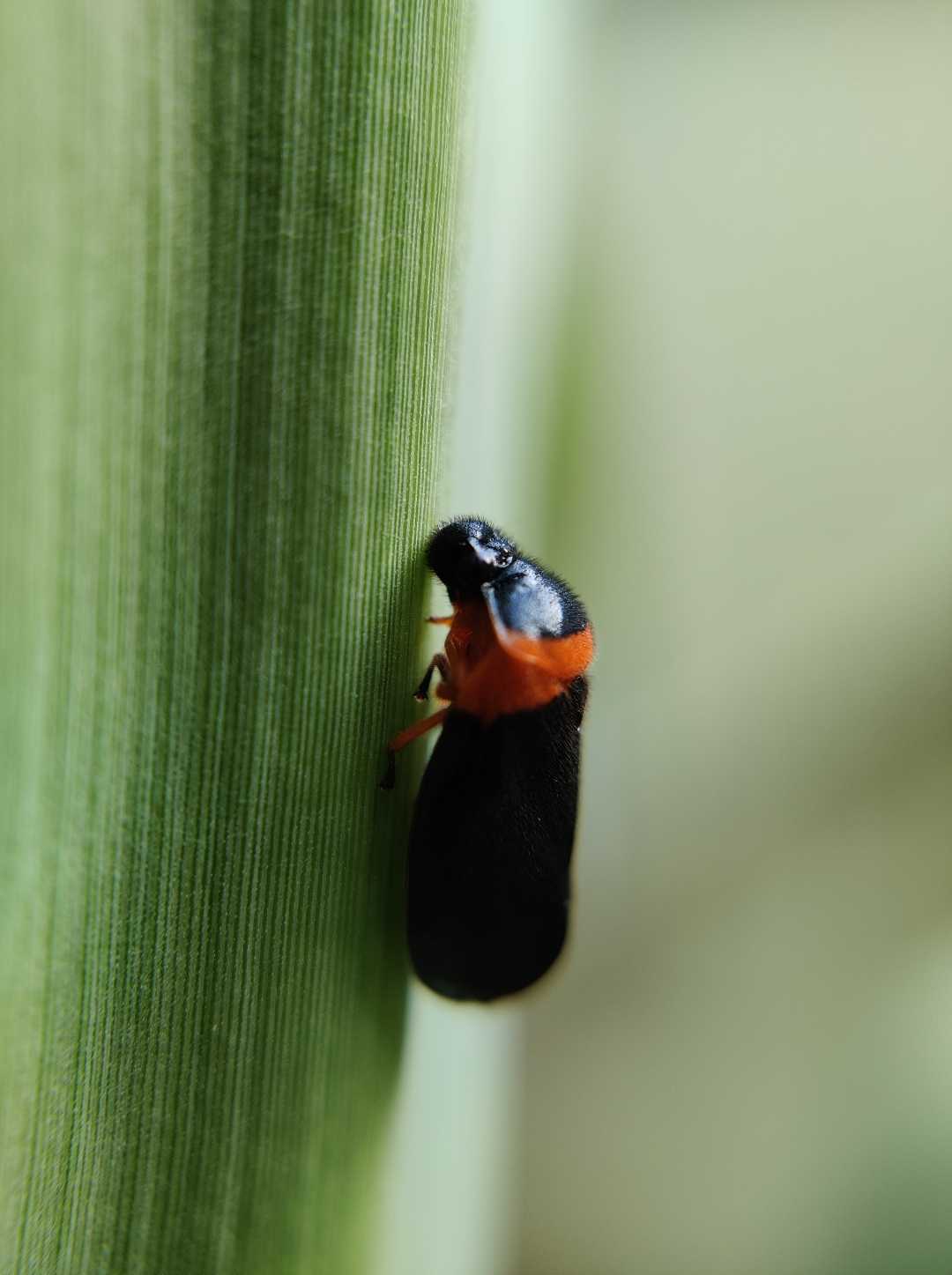 Macro Shot