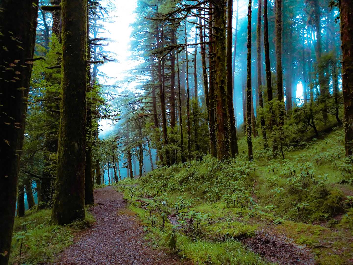 Nanital-Pangoot Trek ❤️