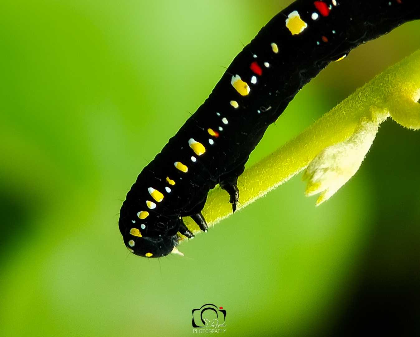 caterpillar 